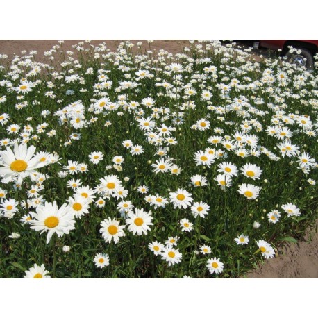 Leucanthemum superbum 'Alaska' 