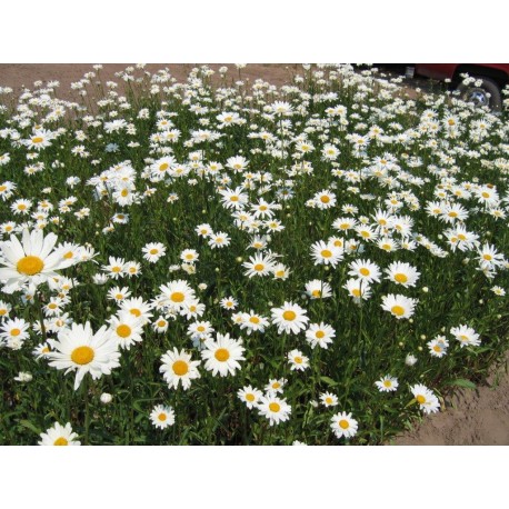 Leucanthemum superbum 'Alaska' 