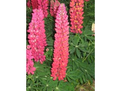 Lupinus 'My Castle' - 3 plants for $18.36