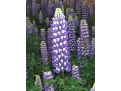 Lupinus 'The Governor' - 3 plants for $18.36