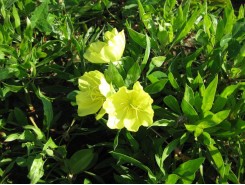 Oenothera 'macrocarpa' - 3 plants for $19.08