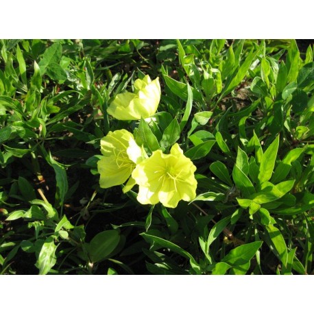 Oenothera 'macrocarpa'