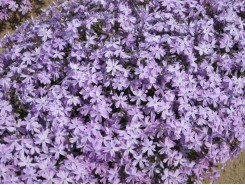 Phlox subulata 'Emerald Blue'