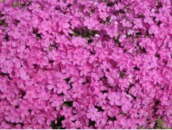 Phlox subulata 'Emerald Pink'  