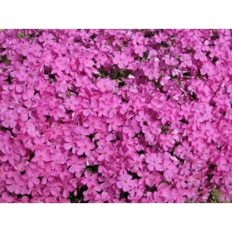 Phlox subulata 'Emerald Pink'  