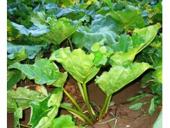 Rhubarb Victoria - 6 plants for $16.56