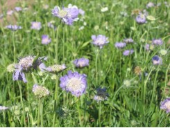 Scabiosa caucasica 'Isaac House'  - 3 plants for $9.18