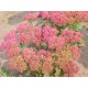 Sedum spectabilis 'Autumn Joy'