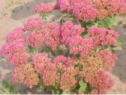 Sedum spectabilis 'Autumn Joy'