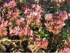 Sedum 'Dragon's Blood'  - 3 plants for $11.52