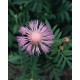 Centaurea dealbata 'Rosea' (Bachelor Button)
