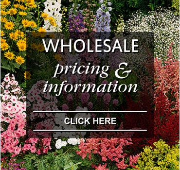 Wholesale