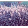 Penstemon digitalis 'Husker Red' - 3 plants for $13.68