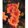 Hemerocallis 'Bertie Ferris' - 3 plants for $14.58