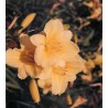 Hemerocallis 'Happy Returns' - 3 plants for $17.28