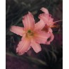 Hemerocallis 'Luxury Lace' - 3 plants for $13.32