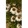 Echinacea 'White Swan' (Coneflower) - 3 plants for $11.88