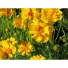Coreopsis grandiflora 'Early Sunrise'  - 3 plants for $13.32