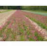 Dicentra eximia fernleaf (Bleeding Heart) - 3 plants for $13.50