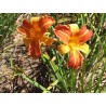 Hemerocallis 'Frans Hals' - 3 plants for $12.24