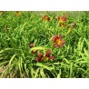 Hemerocallis 'Red Magic' - 3 plants for $11.52
