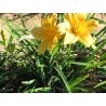 Hemerocallis 'Stella de Oro' - 3 plants for $14.40