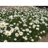 Leucanthemum superbum 'Alaska' - 3 plants for $9.54