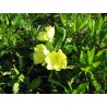 Oenothera 'macrocarpa' - 3 plants for $19.08