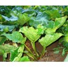 Rhubarb Victoria - 6 plants for $16.56