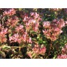 Sedum 'Dragon's Blood'  - 3 plants for $11.52